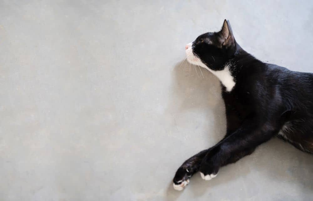Black cat lying on polished concrete flooring.